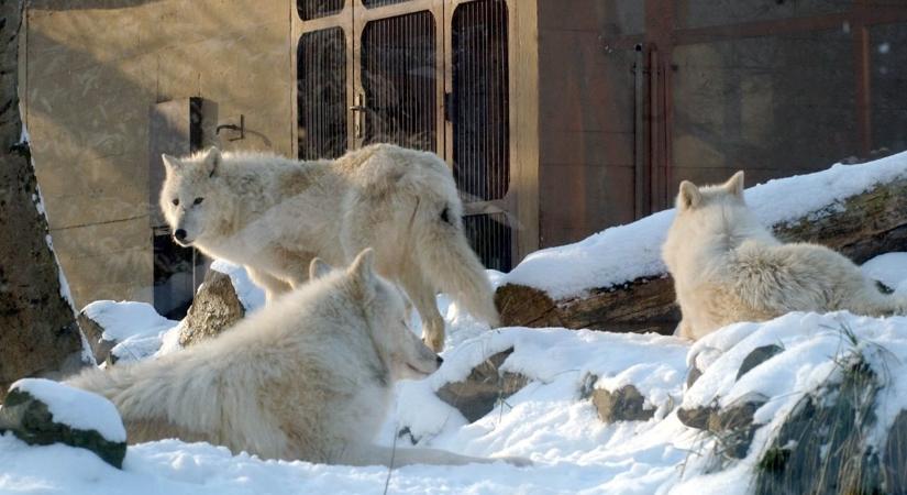 Sikoltozást hallottak a parkőrök, farkasok támadtak egy látogatóra a Párizs melletti állatkertben