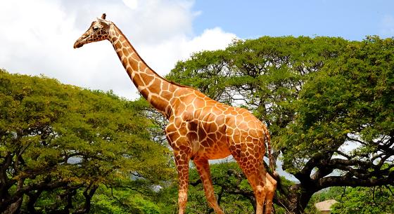 Rájöttek, miért hosszú a zsiráf nyaka – nem csak azért, hogy a magas ágakról legeljen