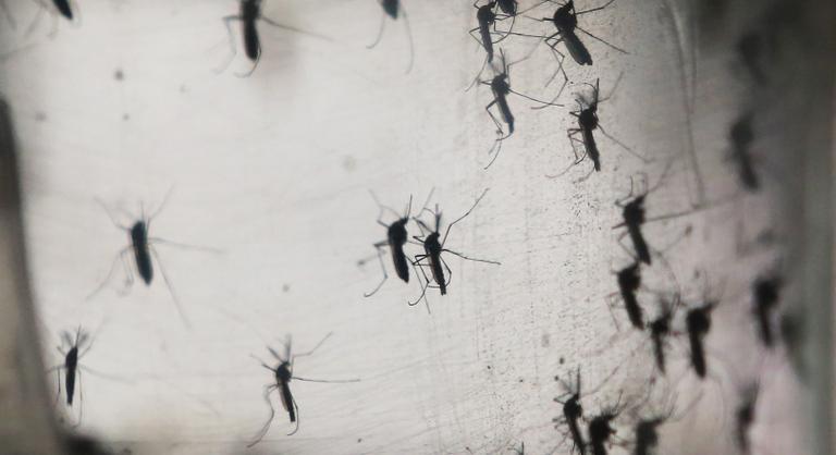 Szúnyogok terjesztik az újabb kórt Európában, de itt a megoldás