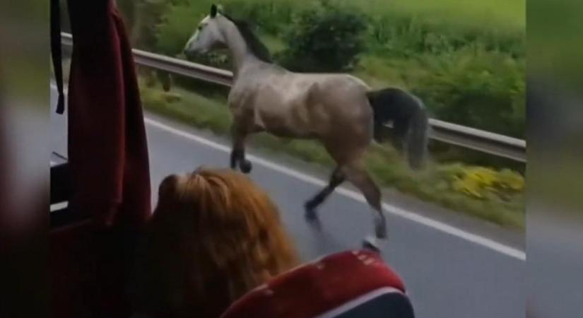 Elszabadult ló okozott riadalmat Sajószentpéternél: meghökkentő videón az autók között vágtázó állat