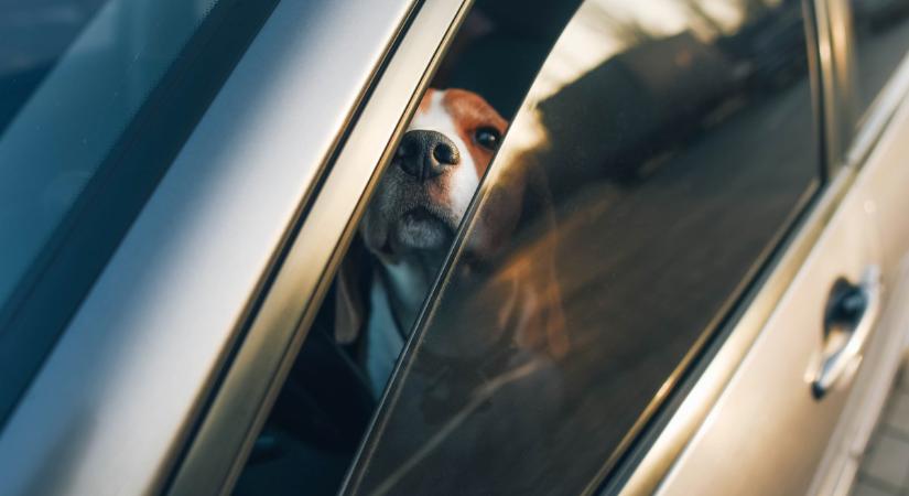 Ennyi idő után kerülhet veszélybe az autóban hagyott kutya élete