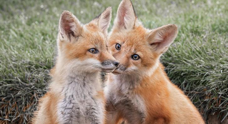 Ilyen aranyos kis rókákat még aligha láthattunk, mint ezek az ölelkező testvérek
