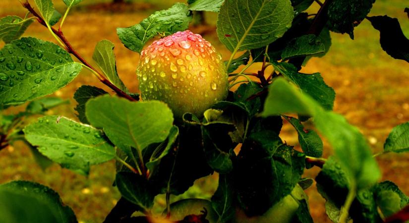 A túlzott esőzések hatásai gyümölcstermő növényeinkre