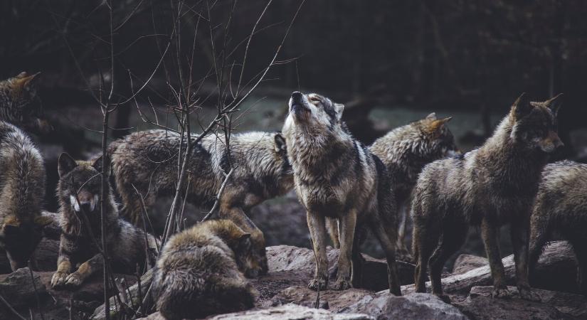Farkasok tartják rettegésben a szlovákiai falvak lakosait