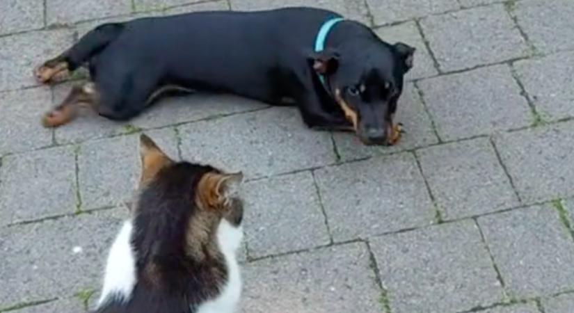 Megpróbálta a kiskutya lenyűgözni a macskát: Tik-Tok sztár lett - Videó
