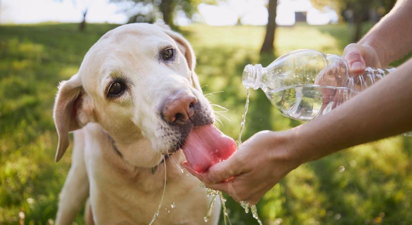 Hőség: hűtőmellény is segíthet a kutyákon