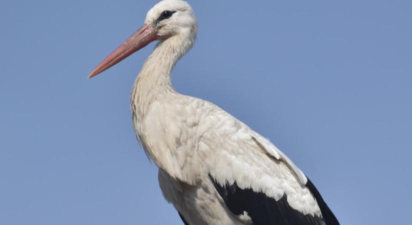 Rábapatonán neveli fiókáit a legidősebb Magyarországon fészkelő gólya