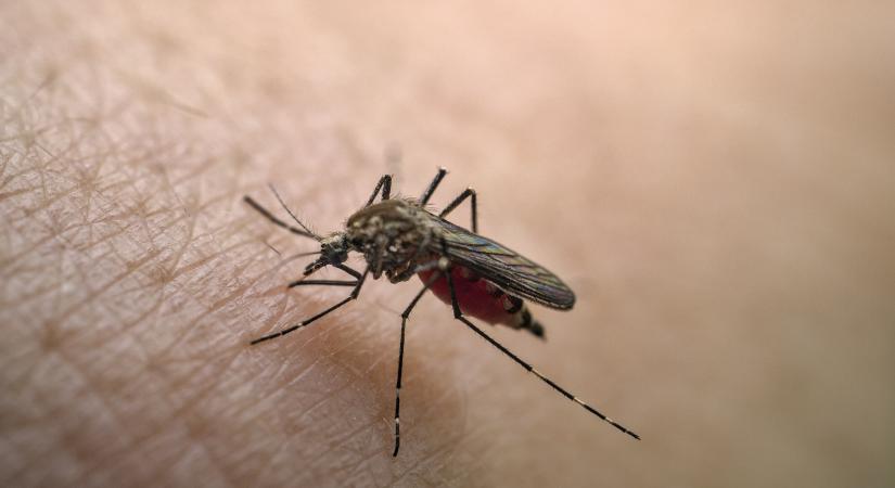 Védőoltás jön a szúnyogok terjesztette fertőzés ellen