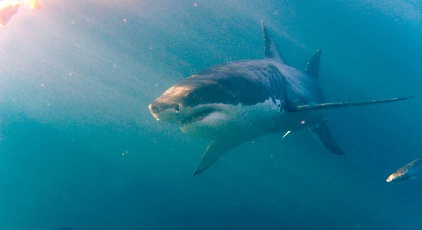 Túlélte a cápatámadást egy amerikai tinédzser