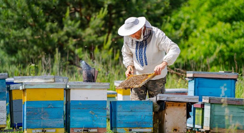 Fertőzés pusztított rákóczifalvai és szolnoki méhészetekben, rendkívüli intézkedéseket tettek