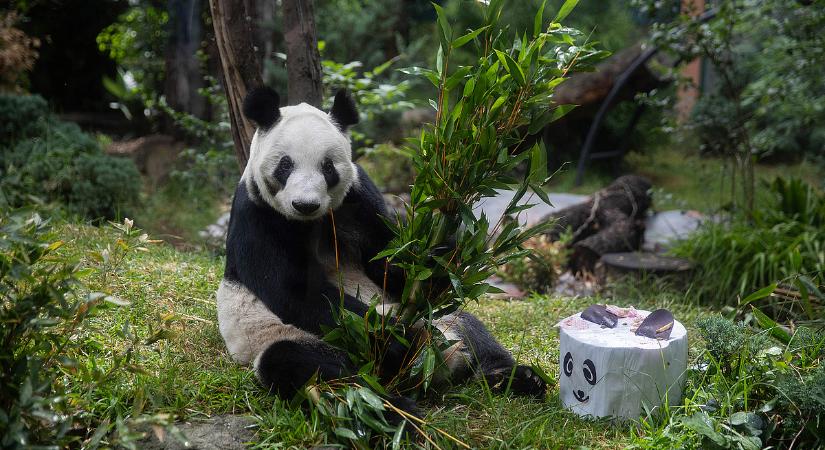 A kínai pandadiplomácia elérte az Egyesült Államokat