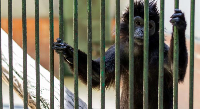 Európai állatkertek buktak le, alapvető előírásokat szegtek meg