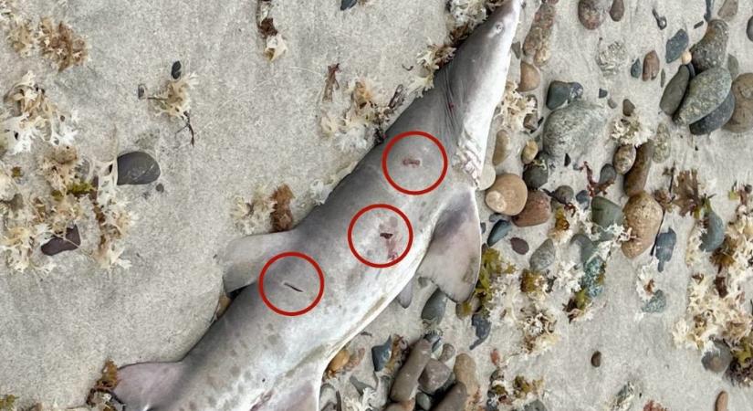 Ritka cápát szúrt halálra egy amerikai horgász