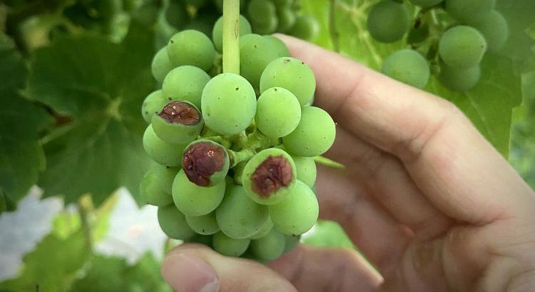 A szőlő növényvédelmi állapota a Kunsági Borvidéken