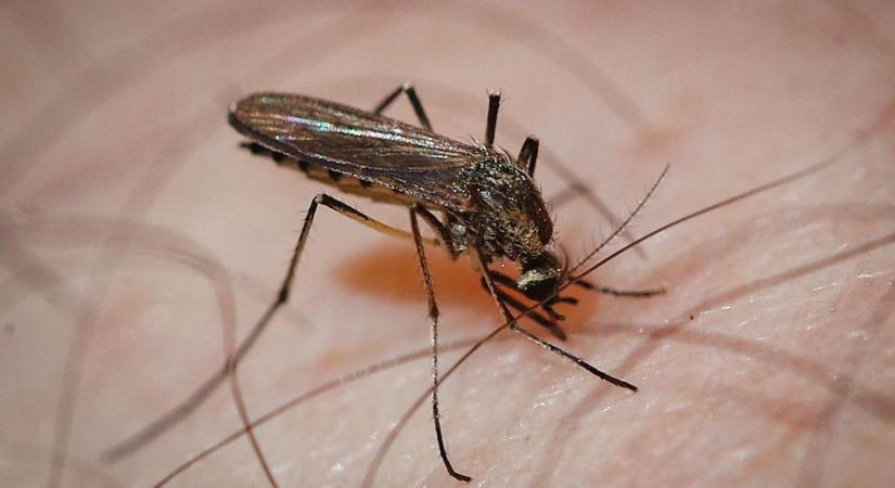 Pécs keleti részén folytatódik a szúnyoggyérítés