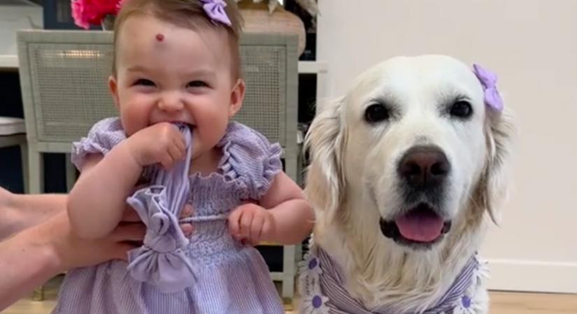 Tudni akarta az anya: a kutyája vagy a kislánya okosabb-e - Egy dologra nem számított - Videó