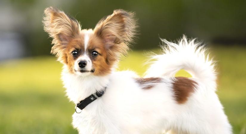 Milyen gyakran kell tisztítani a kutya fülét? Állatorvos tisztázza a kérdést