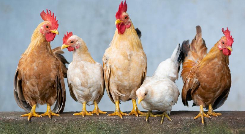 Gazdaságos megoldás: csirketakarmány-kiegészítő gombatönkből