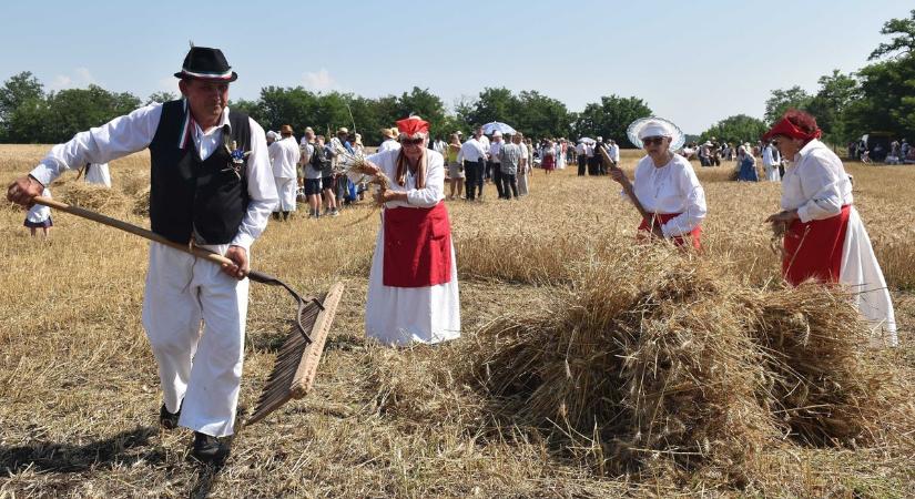 Kézi aratás: a rekkenő hőséggel is meg kellett küzdeniük a jászapáti határában zajló verseny résztvevőinek