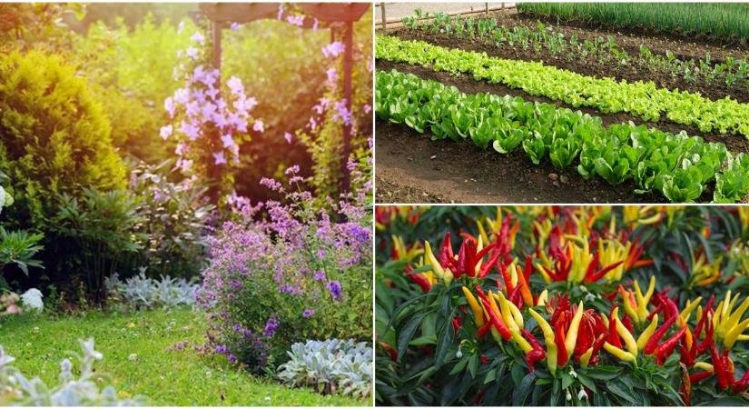 Minden, amit a nyári kerti teendőkről tudnod kell