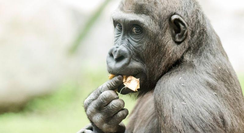 Öngyógyító állatok: a csimpánzok ösztönösen tudják, mit kell enniük