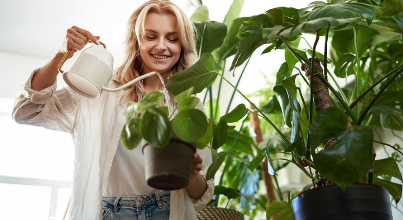 Így öntözd a növényeket kánikula idején, hogy megmaradjanak
