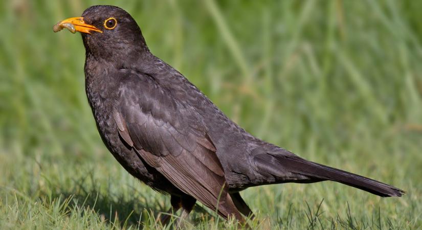 Riasztó hangokat adnak ki a madarak a villanyrollerek miatt