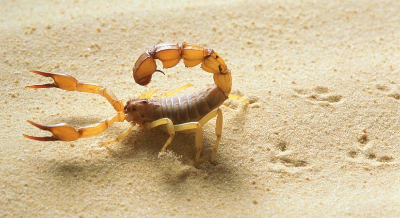 Veszélyes skorpiók szöktek ki egy liptószentpéteri lakásból