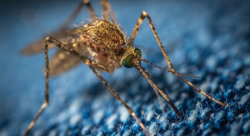 Budapesten és 322 további településen lesz szúnyoggyérítés
