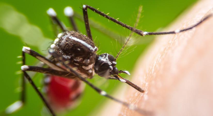 Több száz településen borotválják le a természetet, jön a szúnyoggyérítés