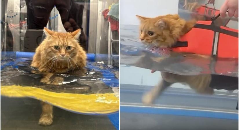Úszni vitték a macskát, hogy lefogyjon és bevált