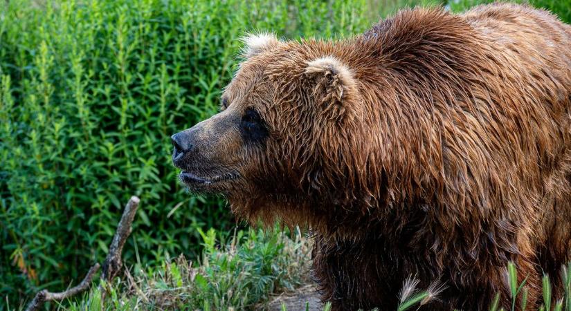 Friss medvenyomokat találtak Nógrádban, különösen veszélyesek lehetnek
