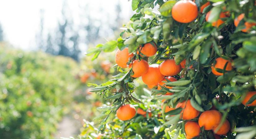 Tovább drágítja a narancslevet a gyenge brazil termés