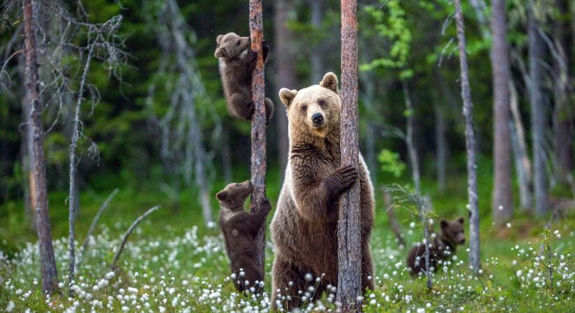 Vigyázat: megint medvék barangolhatnak Magyarországon