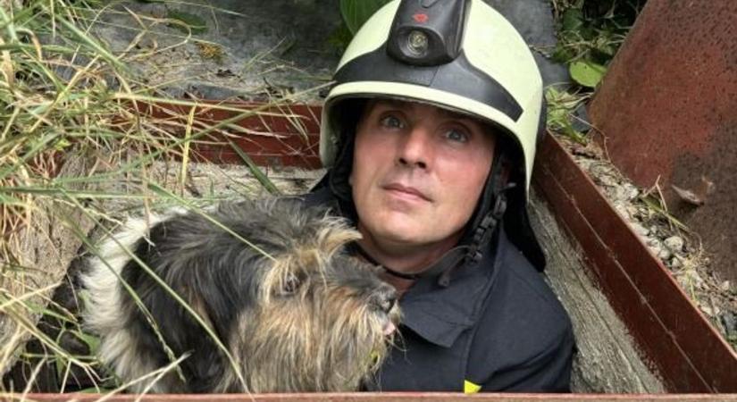 Három méter mély aknába esett egy kutya Keszthelyen – fotók a mentésről