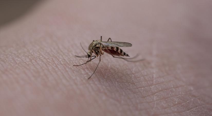 Átfogó szúnyoggyérítés kezdődik az országban