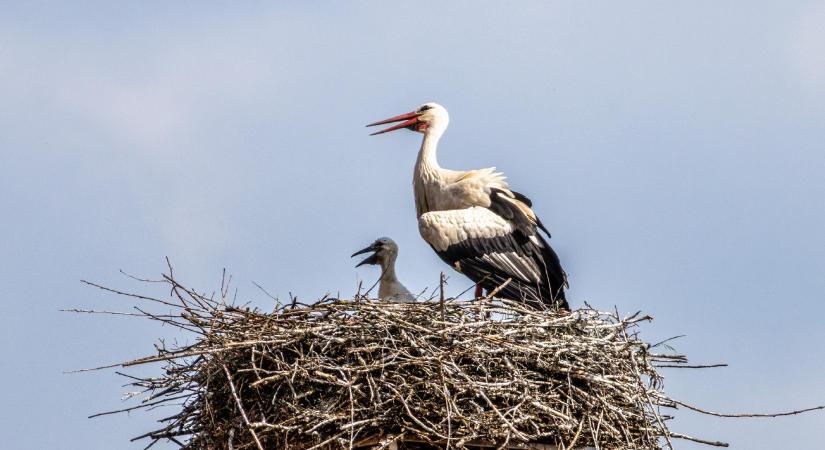 Így segíthet a madártani egyesületnek a fehér gólyák országos felmérésében