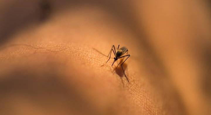 Szenvednek a szúnyogoktól a magyarok, a gyérítés sem ér semmit