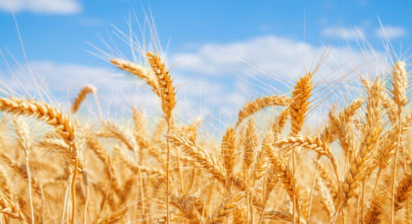 Itt az igazság: tényleg ennyibe kerül ma gabonát termelni Magyarországon?