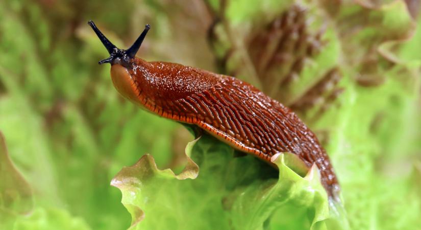 Óriási kamu a búzakorpás csigacsapda?! Elárulta a magyar kutató, mi a legtutibb módszer csiga ellen