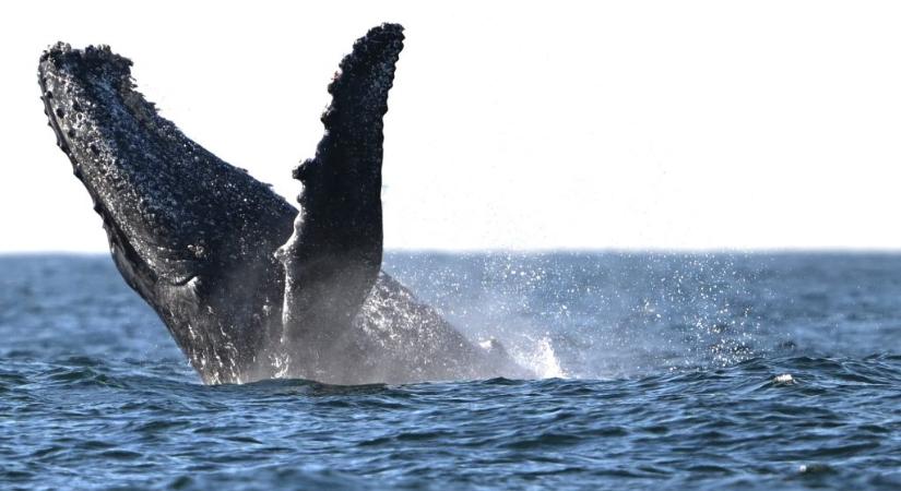 Videó: 800 kilogrammnyi kötélbe gabalyodott egy bálna