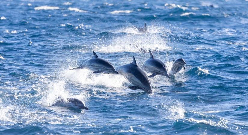 Emberfeletti munkával mentettek meg több mint száz delfint