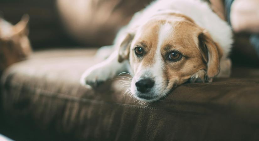 Ez a 10 kutyafajta nem bírja az egyedüllétet