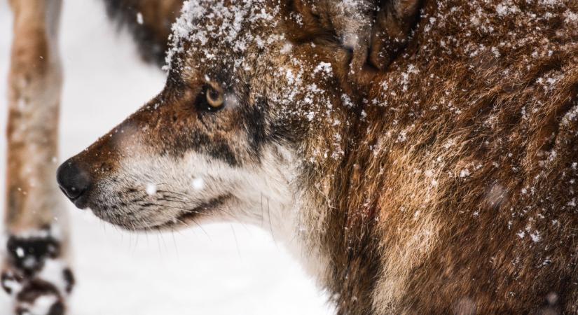 Megkezdődött a világ legöregebb farkasának boncolása: 44 ezer éve mumifikálódhatott