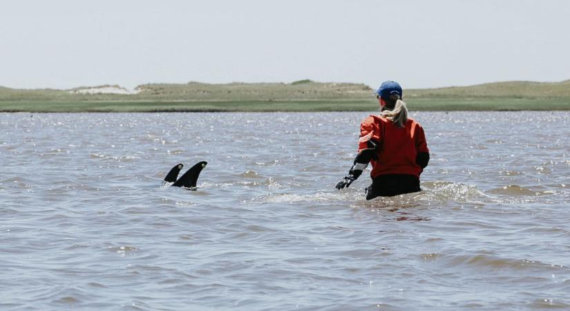 Több mint száz delfint mentettek ki a derékig érő vízből