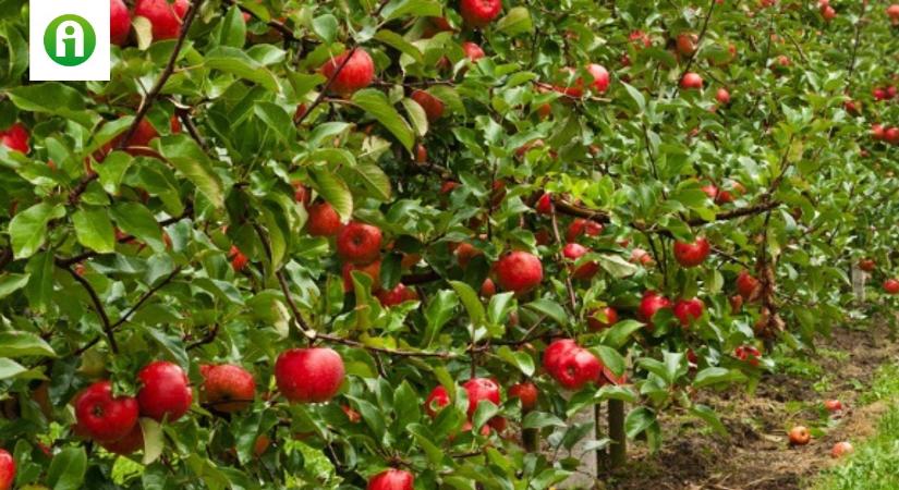 Minden, amit a gyümölcsösök lombtrágyázásáról tudni kell! Fókuszban az alma
