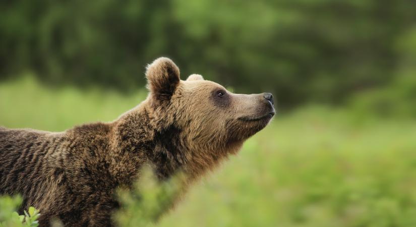 Medveveszélyre figyelmeztetik a kirándulókat Nógrád megyében
