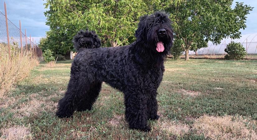 A fekete orosz óriás – Milyen kutya az orosz fekete terrier?