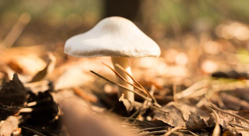 A gyilkos galóca felismerése életet menthet: nagyon elszaporodtak a mérges gombák Magyarországon
