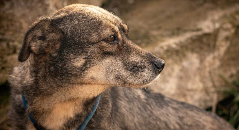 Túlzsúfolt a szépmezői kutyamenhely: örökbefogadással lehet megmenteni az ebeket